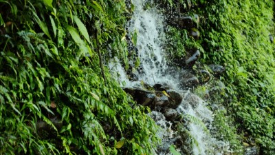 八仙山國家森林遊樂區景色(照片：林業及自然保育署臺中分署)