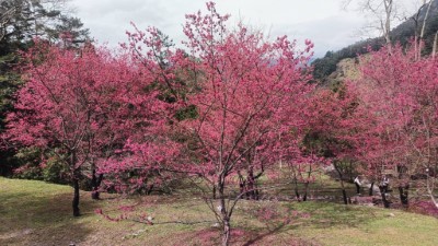 八仙山國家森林遊樂區櫻花季景色