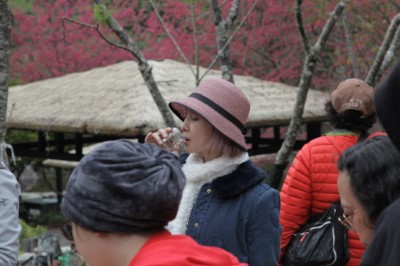 八仙山國家森林遊樂區櫻花茶席活動示意(照片：林業及自然保育署臺中分署)