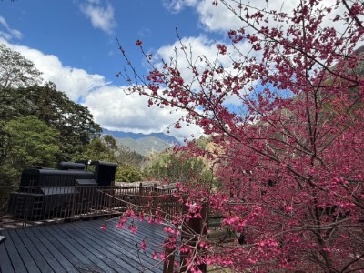 八仙山佳保台火車意象櫻花盛開-1