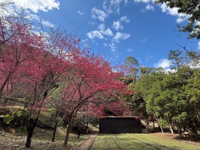 八仙山佳保台火車意象櫻花盛開-2