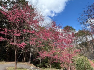 八仙山國家森林遊樂區櫻花粉嫩綻放中-1