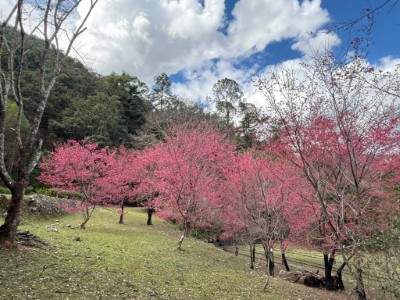 八仙山國家森林遊樂區櫻花粉嫩綻放中-2