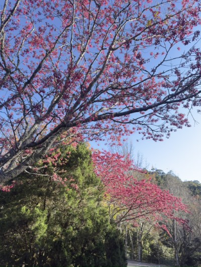 大雪山收費站櫻花