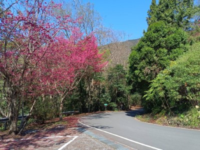 大雪山林道22K山櫻花