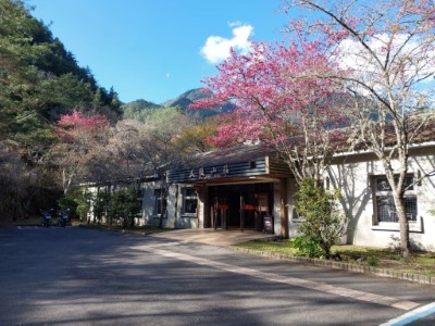 武陵山莊櫻花盛放