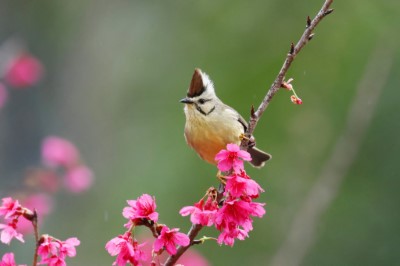 頂著龐克頭的最美迎賓員——冠羽畫眉，是大雪山常見的特有種鳥類之一（照片提供：社團法人台灣野鳥協會吳志典）