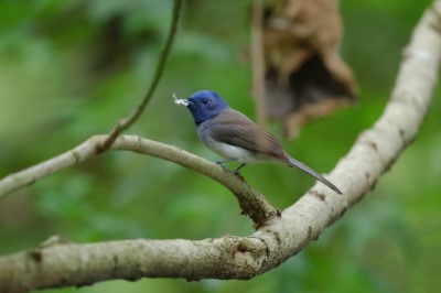 決賽指定題目其中之一——黑枕藍鶲，是大雪山林間最亮眼的藍色閃電（照片提供：社團法人台灣野鳥協會吳志典）