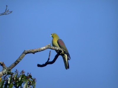 聽見綠鳩的悠遠「長笛音」了嗎？快來大雪山尋找他的身影（照片提供：社團法人台灣野鳥協會）