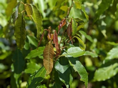 樟葉槭為臺灣特有種，葉面呈暗綠色，背面粉白色，具景觀價值(林業及自然保育署臺中分署提供)