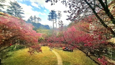 武陵國家森林遊樂區櫻花鋪展在眼前(照片：林業及自然保育署臺中分署)