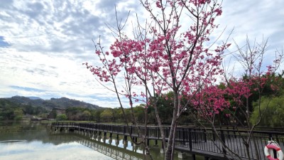 文化園區貯木池、山櫻花